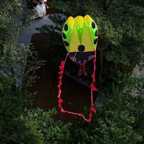 Large ladybug shaped - large,